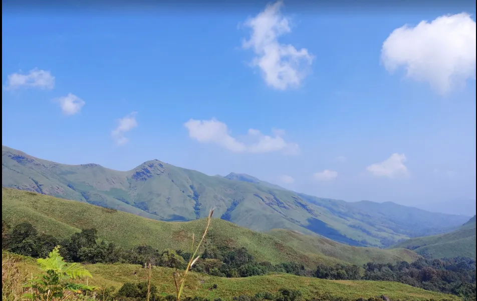 Shola forests